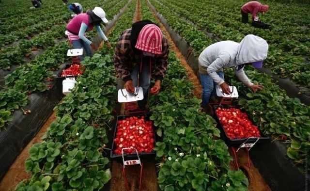 СБУ обнаружила масштабные махинации “заробитчан” по соцвыплатам