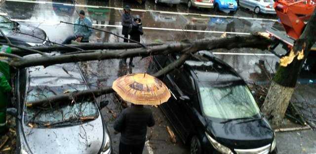 В Одессе на машины упала огромная ветка