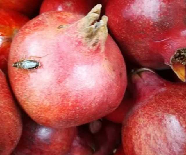 "Чуть не стошнило": в "АТБ" по дорогим фруктам ползают тараканы