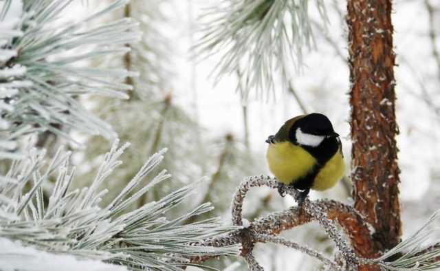 Синоптики сделали неутешительный прогноз на декабрь