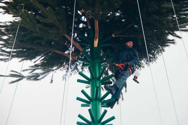 В Киеве на Софийской площади начали устанавливать главную елку страны