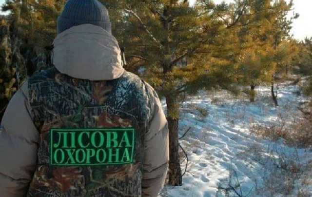 В «Конча-Заспе» елочки будут охранять мобильные патрули