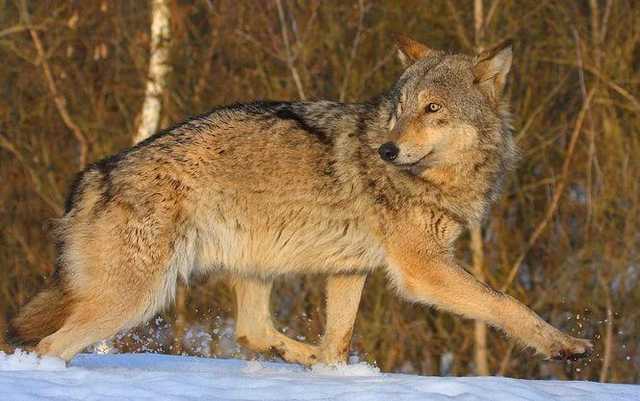 Волки-мутанты терроризируют жителей нескольких сел на Винничине