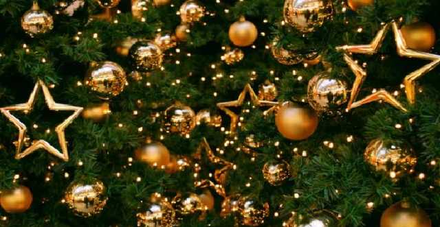 Стало известно, где в Киеве можно купить новогоднюю елку