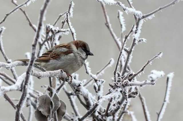 В воскресенье в Украине похолодает до -10
