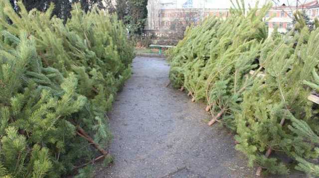 В Днепре мужчина сломал полицейскому нос и украл елку