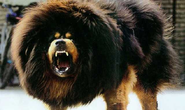 В Ровно сотрудница питомника натравила на полицейских тибетского мастиффа: пса застрелили