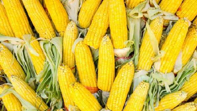 Украина в четыре раза увеличила экспорт кукурузы в ЕС