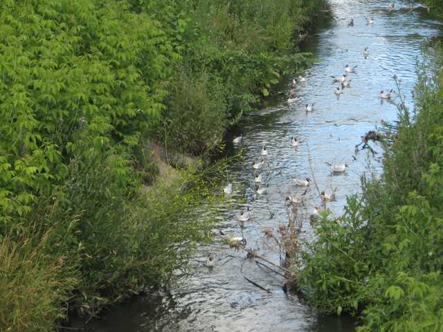 В Киеве реку Лыбедь завалили кучами мусора