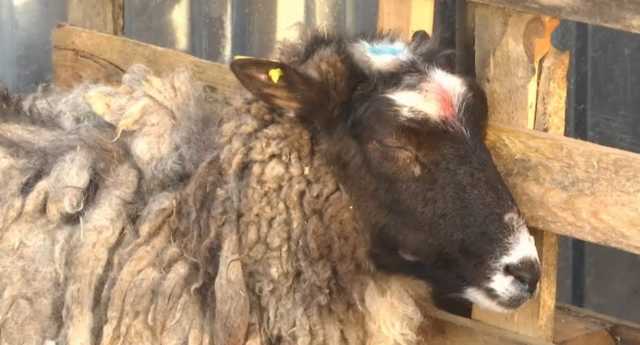 Стало известно, кого и как наказали за мор овец в Одесской области