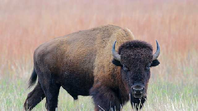 На Буковине охотники сняли на видео диких зубров