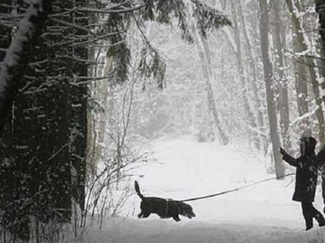В Киеве возобновили "охоту" догхантеры