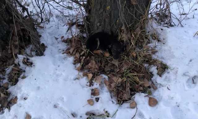 В поле под Киевом нашли замерзающих щенков