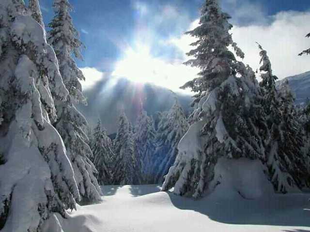 Карпаты замело двухметровым слоем снега: в сети показали впечатляющее фото