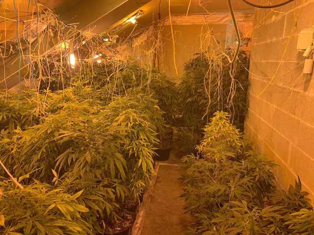 У Києві на горищі багатоповерхівки виявили плантації з коноплями