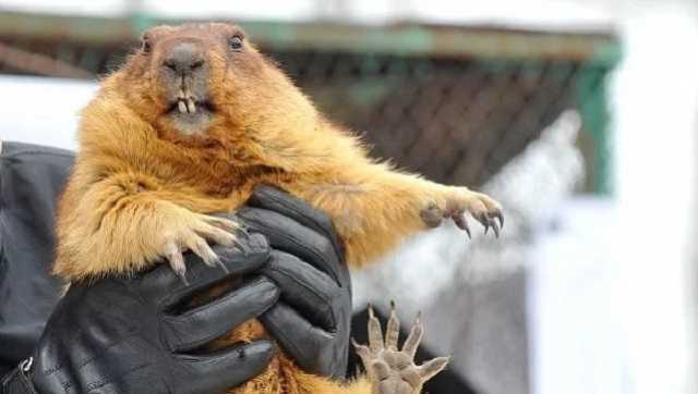 Украинский сурок Тимка III предсказал позднюю весну