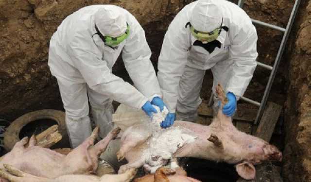 На харьковской свалке нашли туши свиней, зараженных африканской чумой