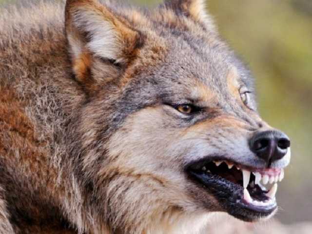 Бешеная волчица покусала трех человек: в Запорожской области спустя месяц ввели карантин