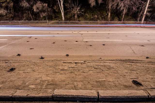 В Днепре с неба упали десятки скворцов. Дорога усыпана мертвыми птицами