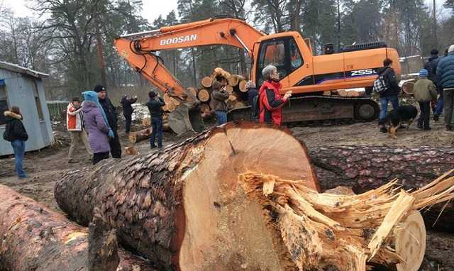 Застройщик вырубил в Пуще-Водице более 200 деревьев