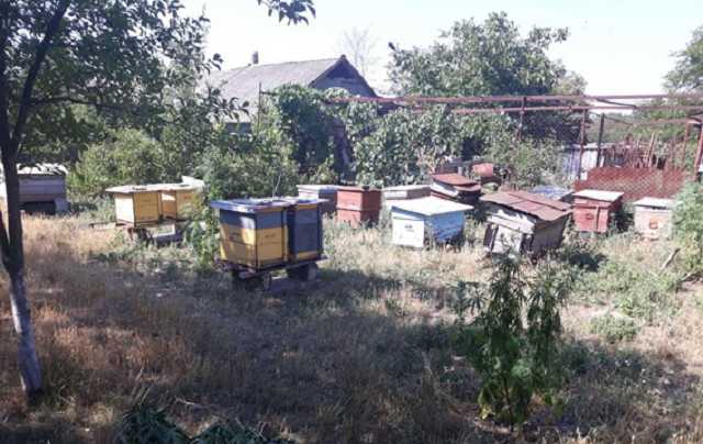 Наркобарони по-українському: оголошено в розшук пасічника, який збирав «конопляний мед»