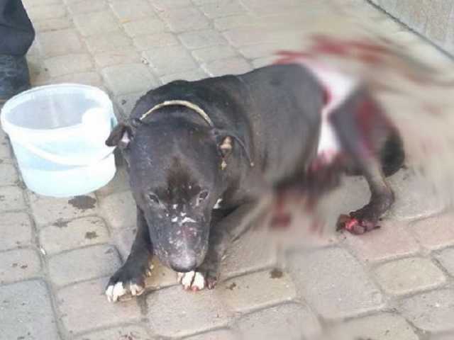 В центре Ужгорода исполосовали ножом домашнего пса