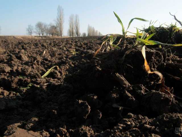 Академия наук сдаст в аренду землю на 200 миллионов гривен – СМИ