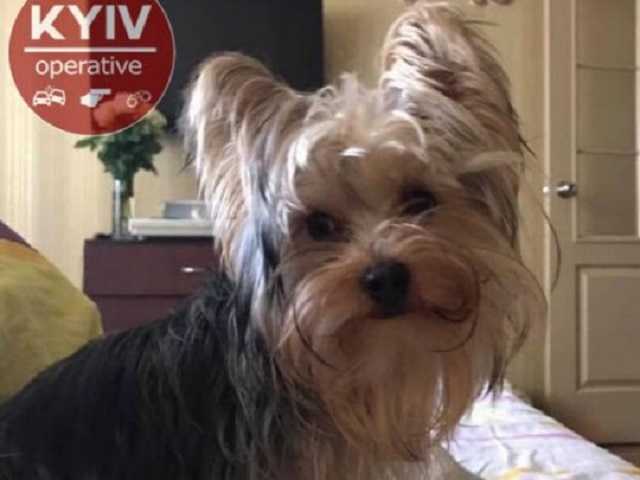 Украли все, даже собаку: в спальном районе Киева произошла наглая кража