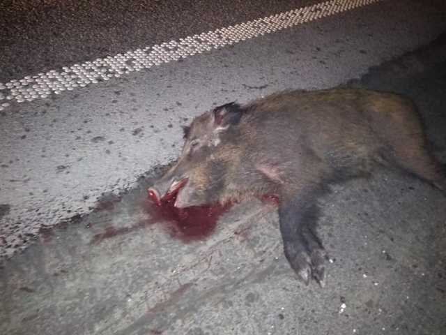 Во Львовской области водитель влетел в стадо диких кабанов, перебегавших дорогу