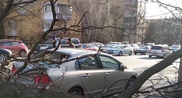 Появились фото последствий шквального ветра в Киеве, который валил деревья на машины