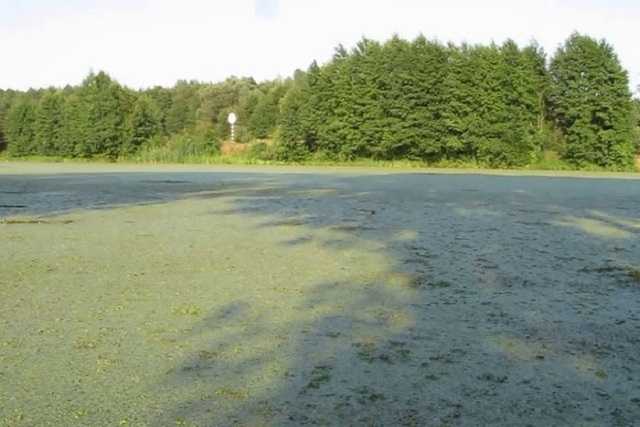 В украинских реках растет концентрация фосфатов