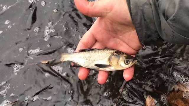 В Киевской области с 29 марта запрещено ловить рыбу