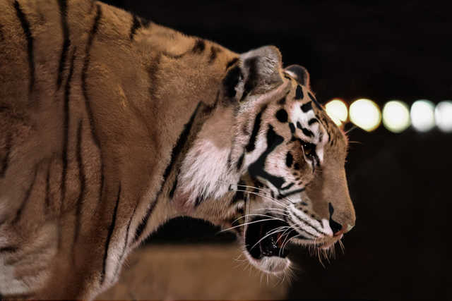 В Раду внесли законопроект о полном запрете контактных зоопарков и животных в цирках