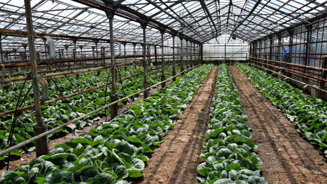 Фашик Донецкий: Денег нет, а вы бастуйте. О теплицах Донбасса