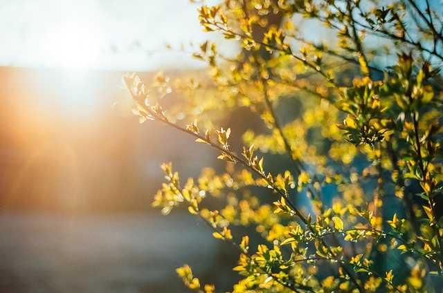 Весна в разгаре: в Украине резко потеплеет до +22