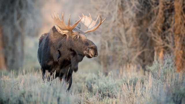 Лось лишається у Червоній книзі: суд задовольнив апеляцію Мінприроди