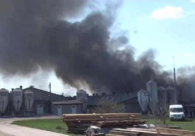 Во Львове на ферме во время пожара сгорело около 500 свиней