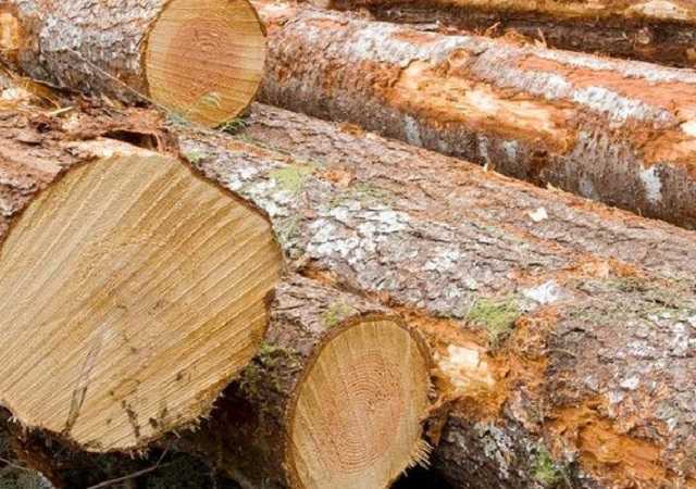 Замдиректора Закарпатского лесхоза подозревают в злоупотреблении положением