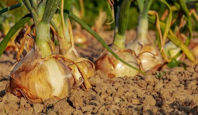 Эксперт сказал, когда начнет дешеветь лук