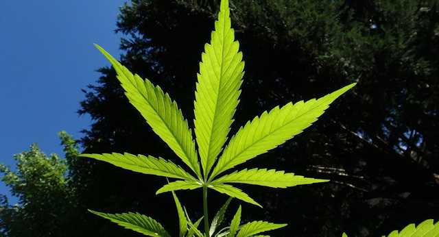 Комитет Рады единогласно поддержал законопроект о легализации медицинской марихуаны