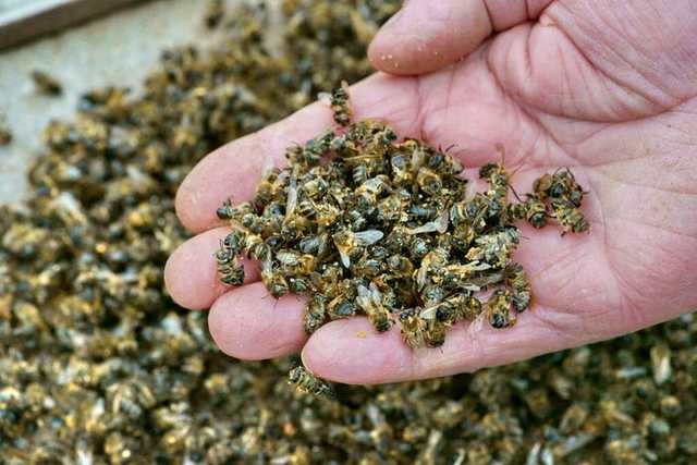 В Одесской области погибло около миллиона пчел из-за пестицидов