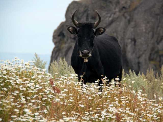 В Черниговской области бык заколол рогами директора коммунального предприятия