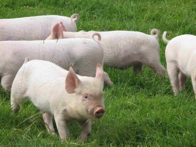 В Украине может закончиться сало: свиньи становятся все более худыми - ФАО