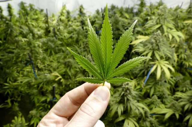 Под Радой устроили акцию за легализацию медицинского каннабиса