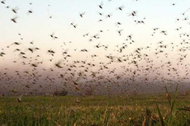 Урожай под угрозой: на украденный Крым свалилась новая "кара небесная"