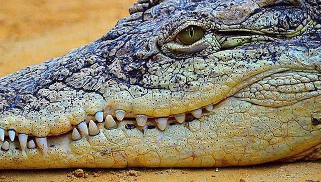 В лесополосе села под Прилуками случайно нашли мертвого крокодила