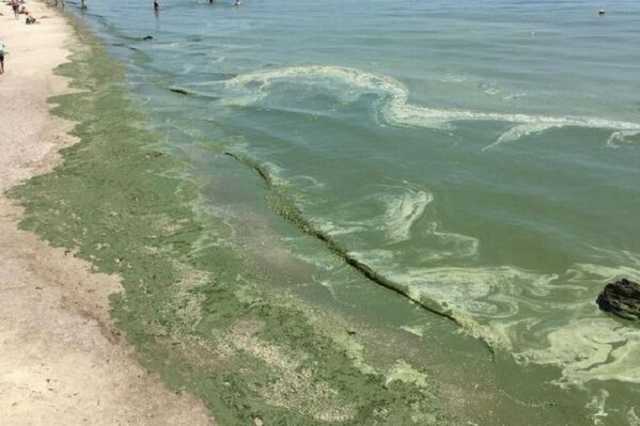В морях и реках Украины зеленеет вода: экологи забили тревогу
