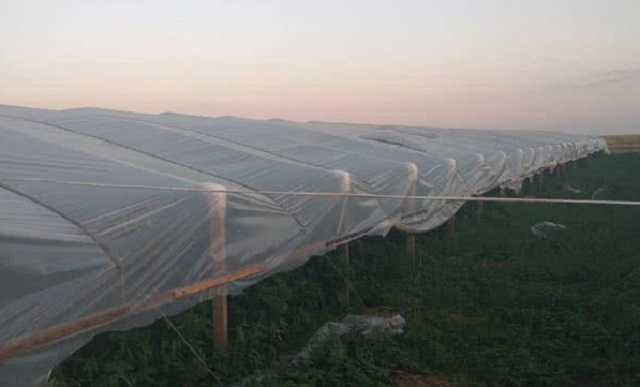 Полиция накрыла плантацию в 6 гектаров элитной конопли