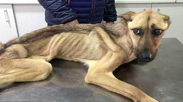 В Киевской области женщина заморила голодом более 20 домашних животных