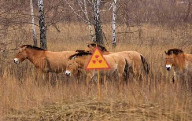 Про Чорнобиль зняли ще один серіал